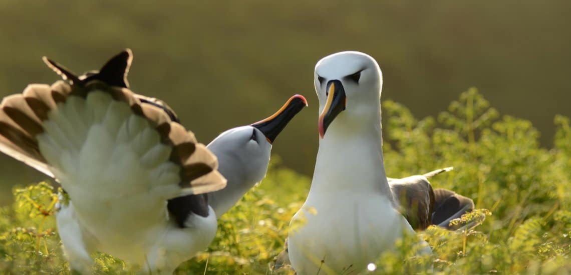 Atlantic Yellow-nosed Albatross (Endangered) in courtship display © Ben Dilley
